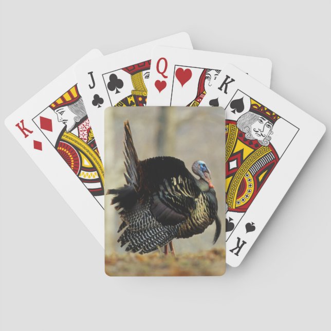 Baraja De Cartas Pavo macho pavoneándose, Illinois (Reverso)
