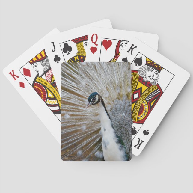 Baraja De Cartas Pavo real blanco (Reverso)