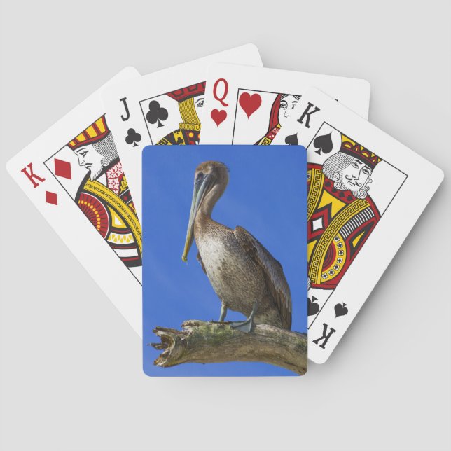 Baraja De Cartas Pelican en una extremidad (Reverso)