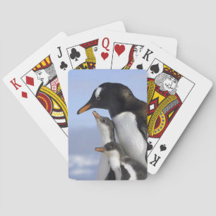 Baraja De Cartas Península Antártica, Puerto Neko, Gentoo