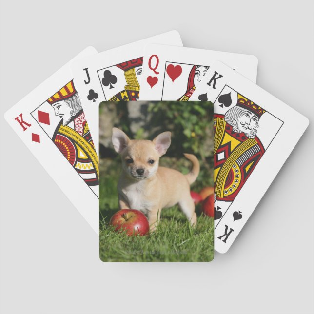 Baraja De Cartas Perrito de la chihuahua con las manzanas (Reverso)