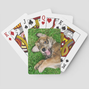 Baraja De Cartas Perrito de risa de Berger Picard del perro,