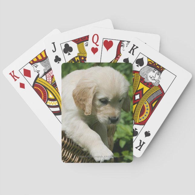 Baraja De Cartas Perrito del golden retriever en cesta (Reverso)