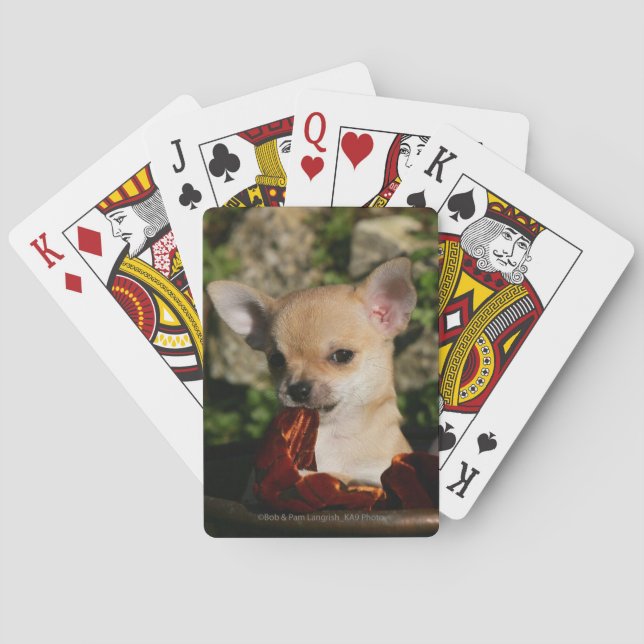 Baraja De Cartas Perritos de la chihuahua (Reverso)