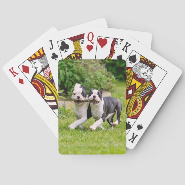 Baraja De Cartas Perritos divertidos de Boston Terrier jugando - (Reverso)