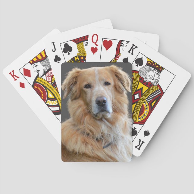 Baraja De Cartas Perro aislado de la Tetriever dorada (Reverso)