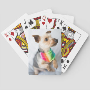 Baraja De Cartas Perro arco iris del orgullo gay  Yorkshire Terrier