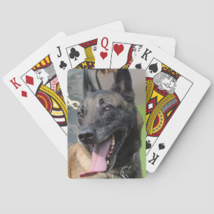 Baraja De Cartas Perro belga malinois sonriente