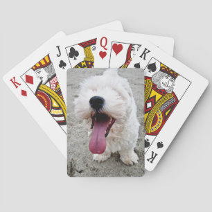 Baraja De Cartas Perro blanco del perrito feliz, malteese,