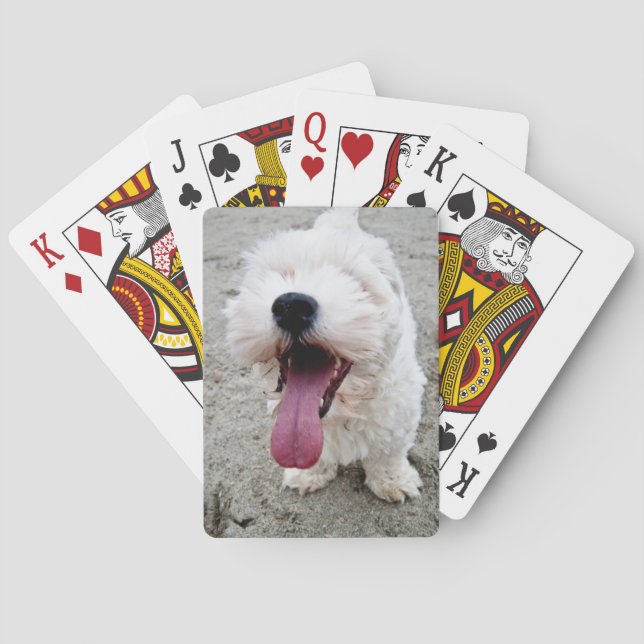 Baraja De Cartas Perro blanco del perrito feliz, malteese, (Reverso)