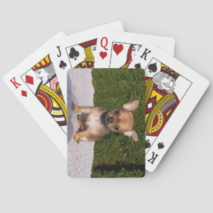 Baraja De Cartas Perro cachorro chihuahua