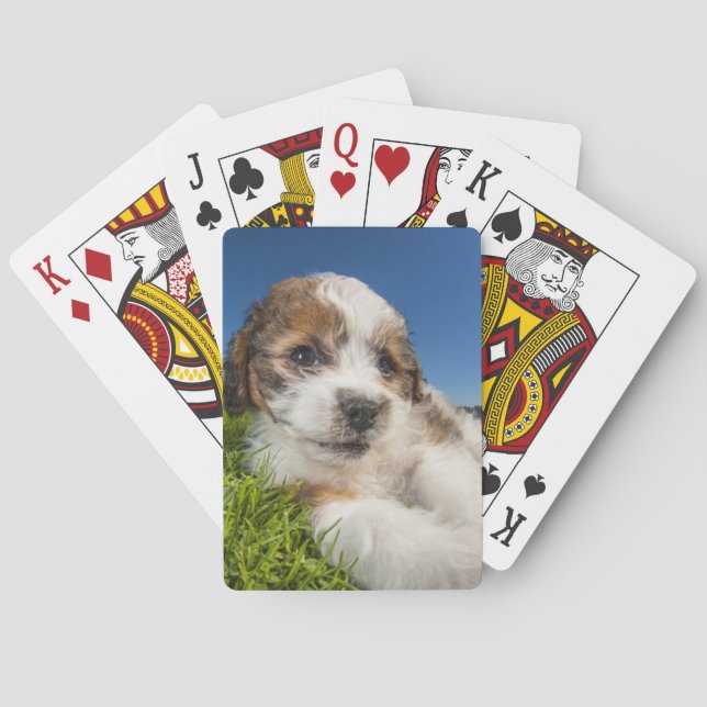 Baraja De Cartas Perro cachorro lindo (Shitzu) (Reverso)