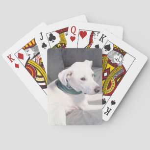 Baraja De Cartas Perro de cachorro blanco lindo vestido con gris de