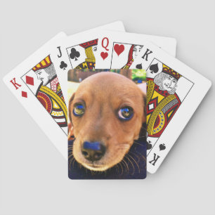 Baraja De Cartas Perro de cachorro de Dachshund marrón