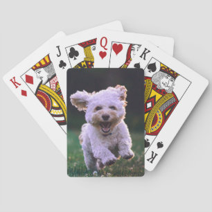 Baraja De Cartas Perro de cangrejo blanco