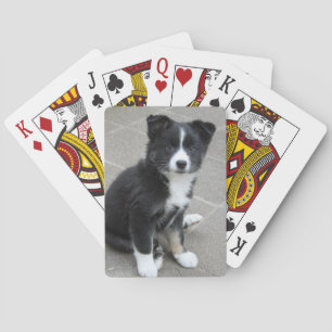 Baraja De Cartas Perro de islandia