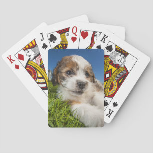 Baraja De Cartas Perro de perrito lindo (Shitzu)