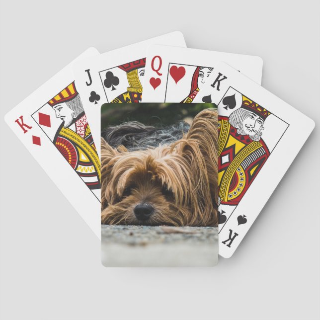 Baraja De Cartas Perro despeinado acostado (Reverso)