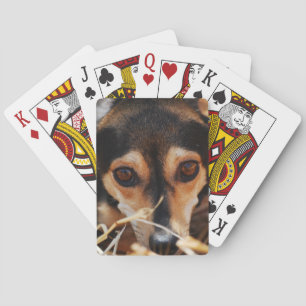 Baraja De Cartas Perro dulce acostado en heno