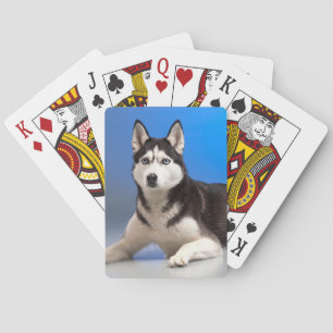 Baraja De Cartas Perro espumoso cutáneo siberiano