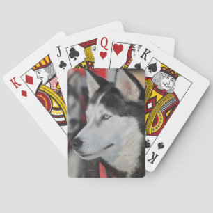 Baraja De Cartas Perro Husky antes de una carrera, Canadá