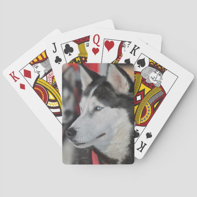 Baraja De Cartas Perro Husky antes de una carrera, Canadá (Reverso)