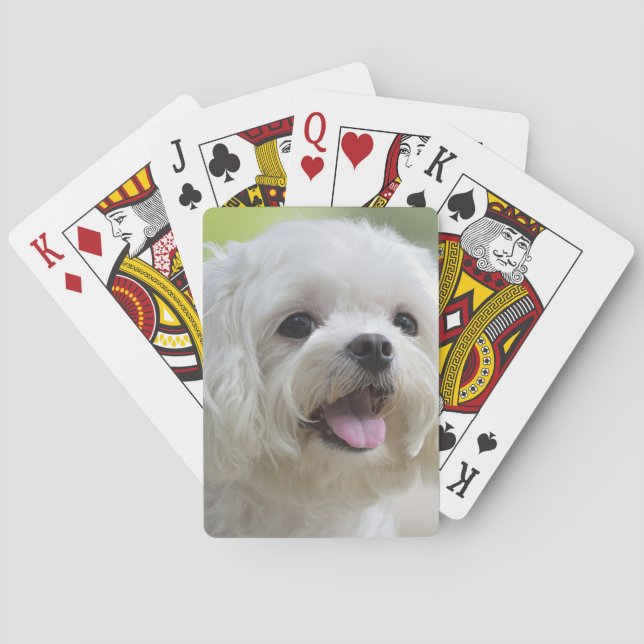 Baraja De Cartas Perro maltés blanco (Reverso)