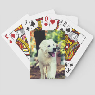 Baraja De Cartas Perro, Mascota, canino