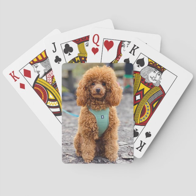 Baraja De Cartas Perro picante de caniche marrón esponjoso (Reverso)