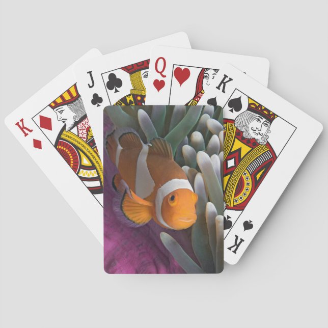 Baraja De Cartas Pez payaso occidental (Reverso)