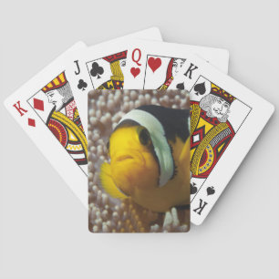 Baraja De Cartas Pez payaso - ¡Primer plano! Tan lindo - Nemo en An