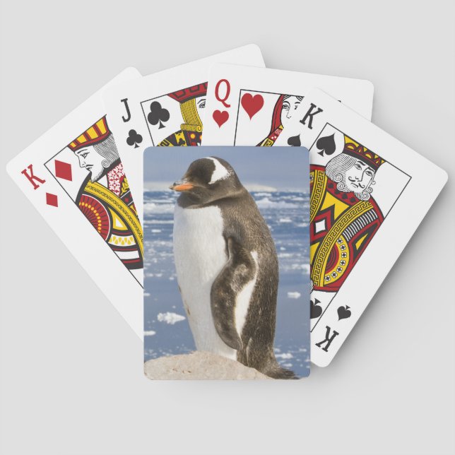 Baraja De Cartas Pingüino de Gentoo (Reverso)