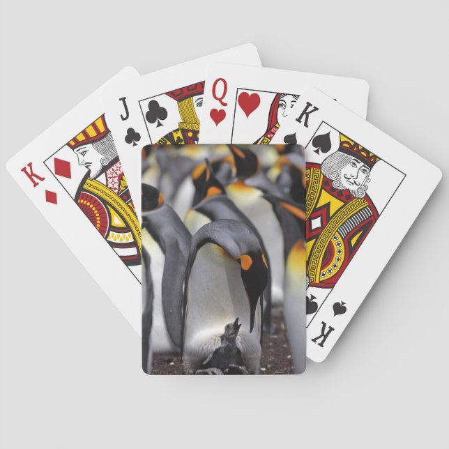 Baraja De Cartas Pingüino rey con pollo (Reverso)