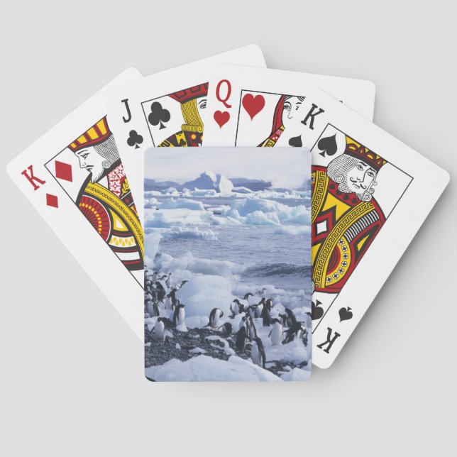 Baraja De Cartas Pingüinos de Adelia Pygoscelis adeliae (Reverso)