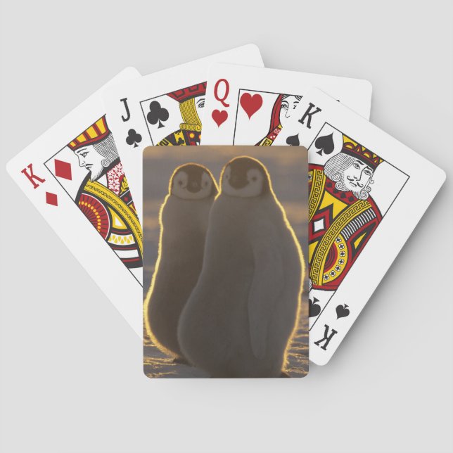 Baraja De Cartas Pingüinos Emperadores (Reverso)