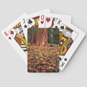 Baraja De Cartas Pino Ponderosa maduro con conos de pino
