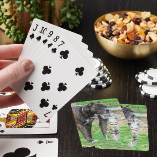 Baraja De Cartas Pit Bull y Cat