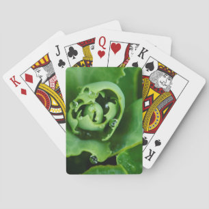Baraja De Cartas Planta suculenta con gotitas de agua