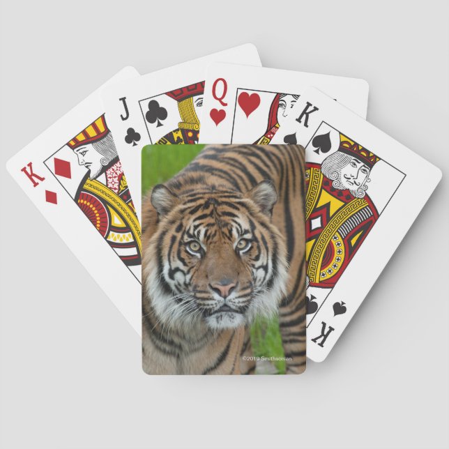 Baraja De Cartas plantilla (Reverso)