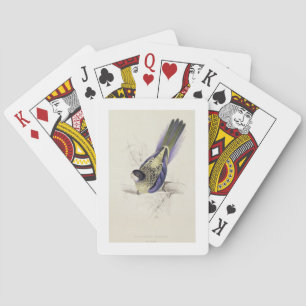 Baraja De Cartas Platycercus Brownii, o el Parrakeet de Brown