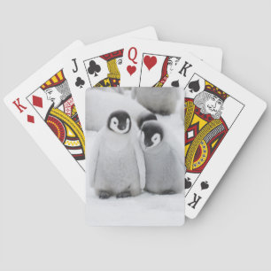Baraja De Cartas Pollitos de Pingüino Emperador en Hielo en Antárti