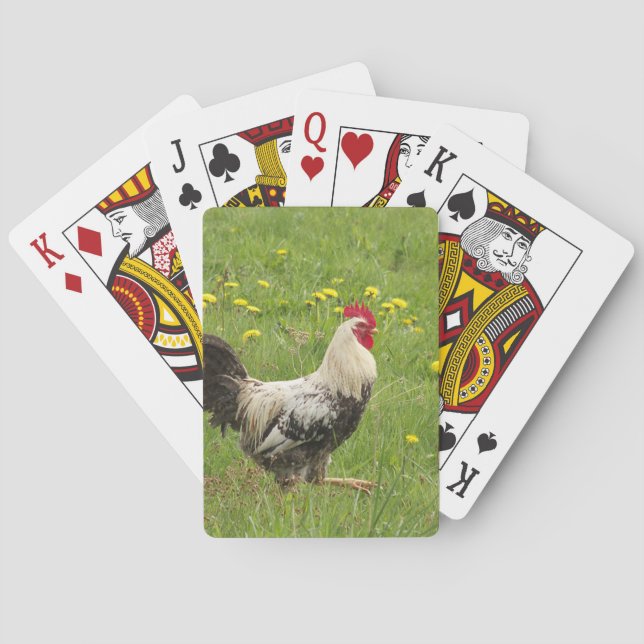 Baraja De Cartas pollo, gallo, animal, ave, granja, agricultura, (Reverso)