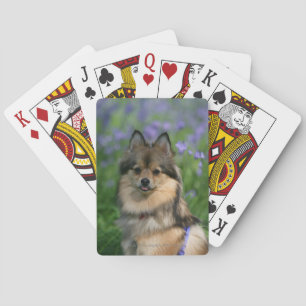 Baraja De Cartas Pomeranian en la hierba