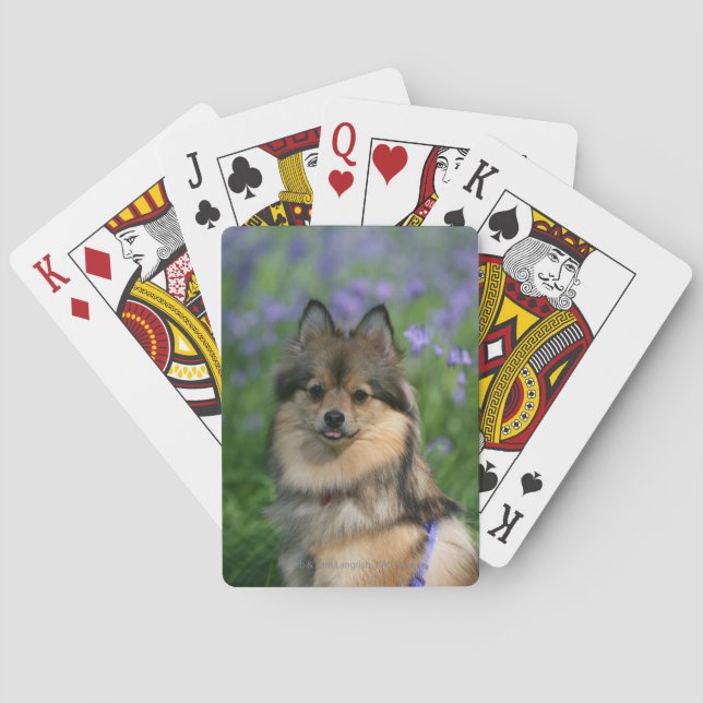 Baraja De Cartas Pomeranian en la hierba (Reverso)