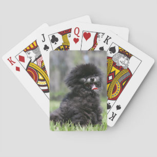 Baraja De Cartas Pomeranian mayor negro