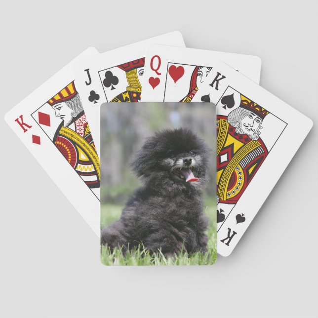 Baraja De Cartas Pomeranian mayor negro (Reverso)