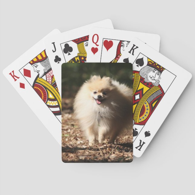 Baraja De Cartas Pomeranian Trotting in the Fallen Leaves (Reverso)