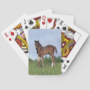 Baraja De Cartas Potro excelente que se coloca en la hierba