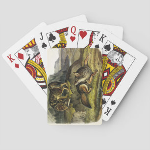 Baraja De Cartas Prairie Wolf (Coyote) de los cuatripedos de Audubo
