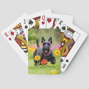 Baraja De Cartas Pranqueando territorios escoceses en hierba y flor